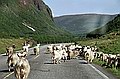 W Norwegii owce s wszdzie - akurat na tym zdjciu s chyba kozy? Zdjcie zostalo zrobione przez szyb samochodu.